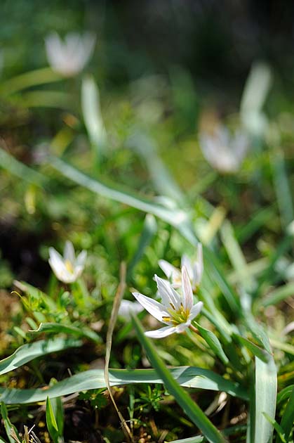 大きく開いたアマナの花