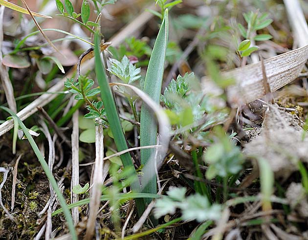 開花を待つアマナ