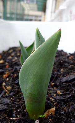 開花を待つチューリップ