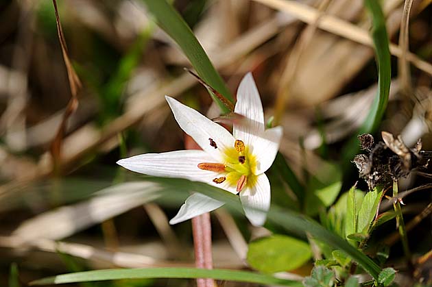 大きく花びらを開いたアマナの花