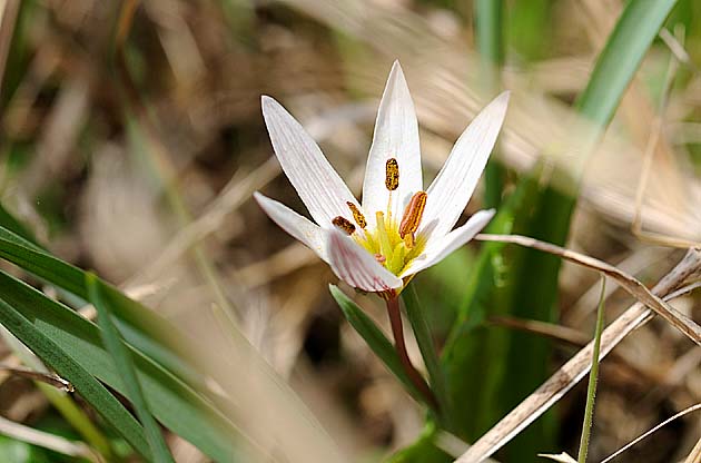 太陽の光を受けるアマナの花