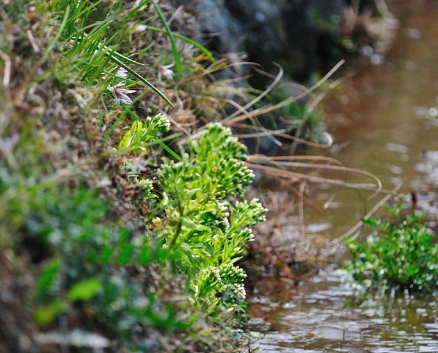 アマナとフキノトウ
