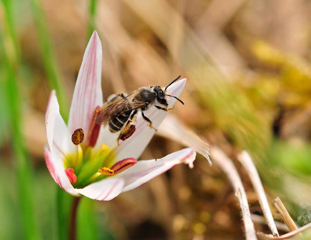 アマナとヒメハナバチかコハナバチの一種
