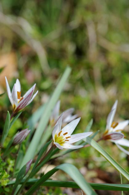 遅かったアマナの先始め