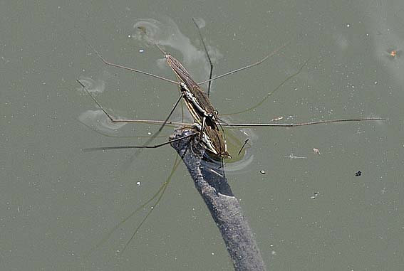水にもぐり始めたアメンボ