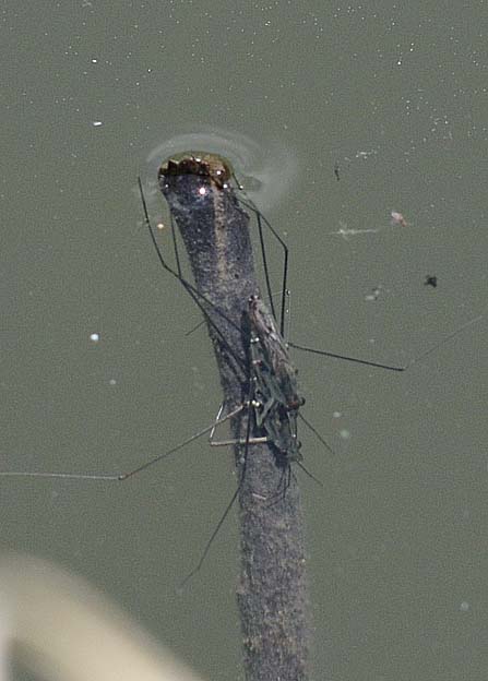 水中のアメンボ