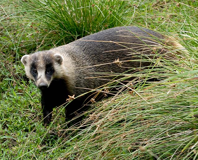 こちらに気づいたニホンアナグマ