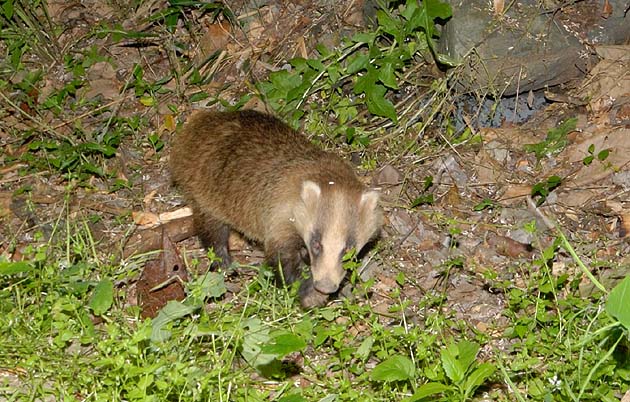 大阪府池田市のニホンアナグマ