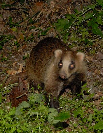 ニホンアナグマ…正面から