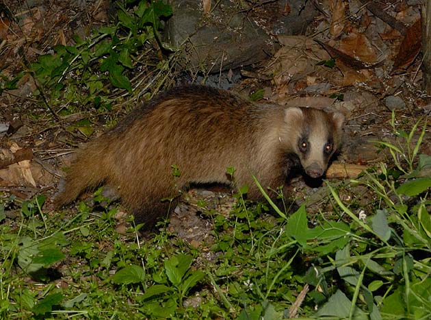 ニホンアナグマの横からの写真
