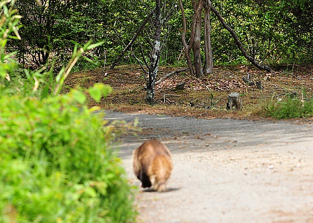 走るニホンアナグマ