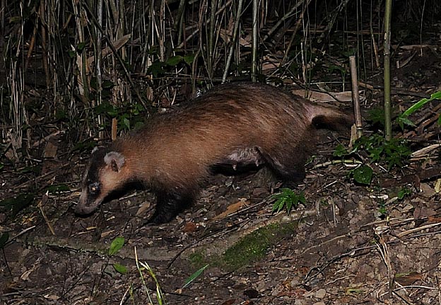繁殖期のニホンアナグマ