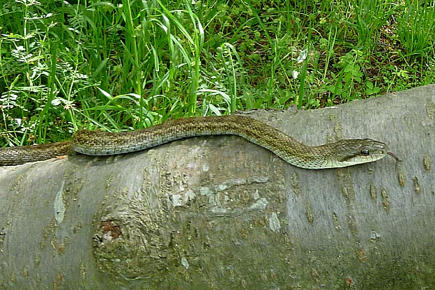 木に上るアオダイショウ