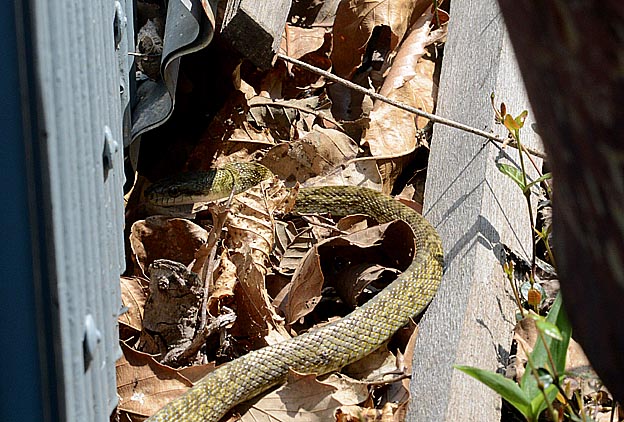 アオダイショウの幼蛇