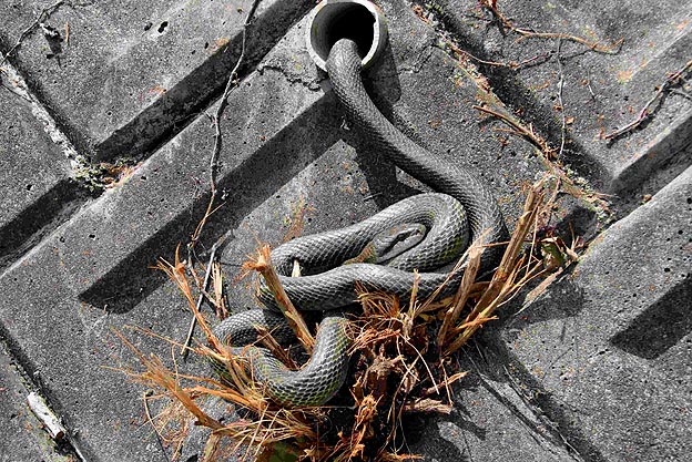 箕面のアオダイショウ