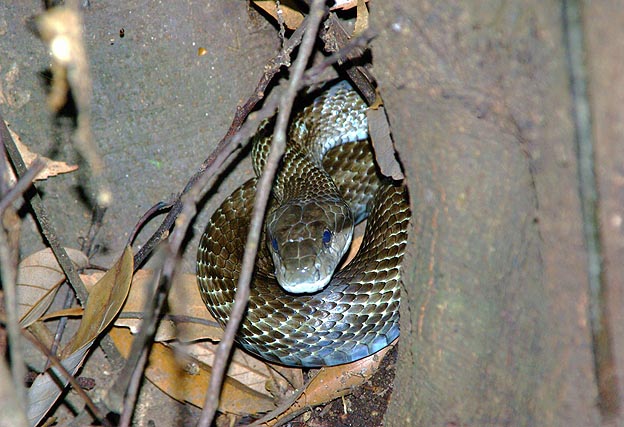 五月山のアオダイショウ