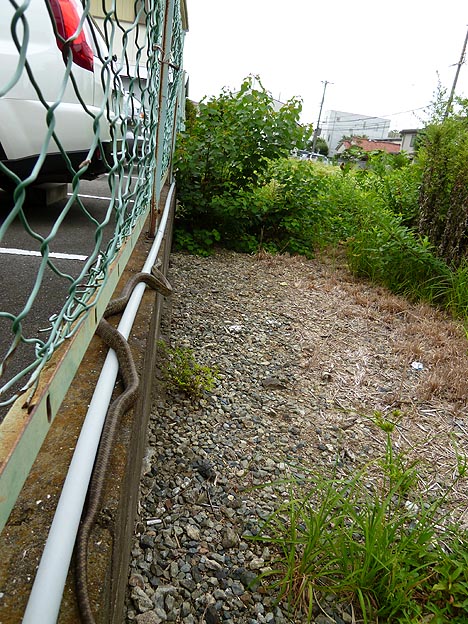 逃げるアオダイショウ