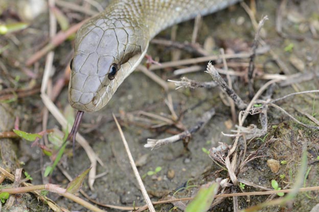 あぜ道を進むアオダイショウの写真