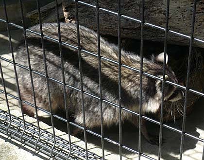 アライグマの写真