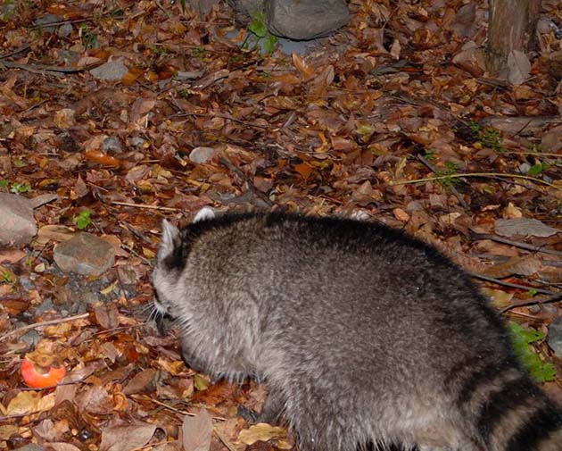 夜、山の中を歩くアライグマ