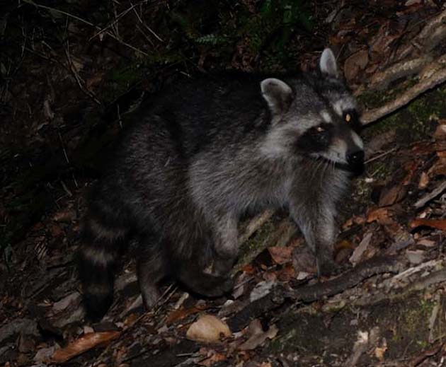 山の斜面を上るアライグマ