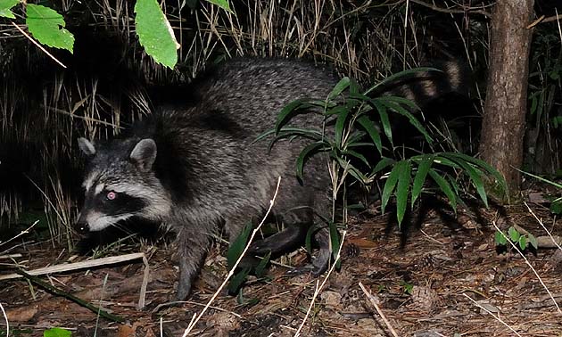 兵庫県三田市のアライグマ