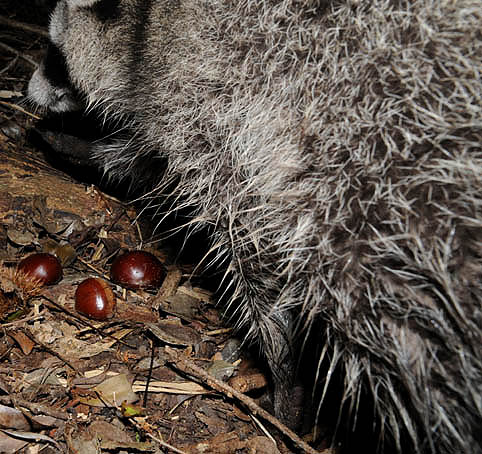 ボロボロの毛糸…？