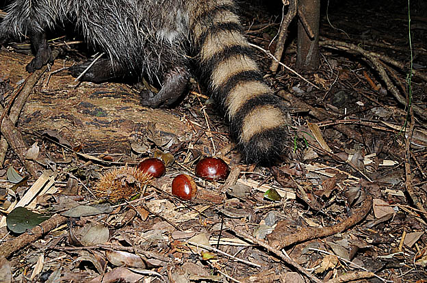 アライグマの尻尾