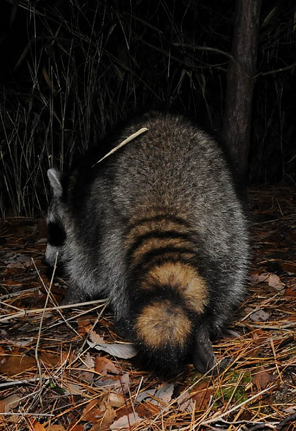 アライグマの後姿