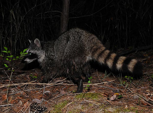 足の汚れたアライグマ