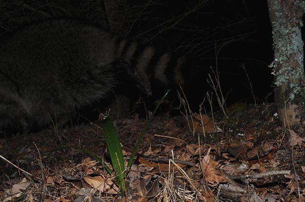 獣道を通るアライグマ