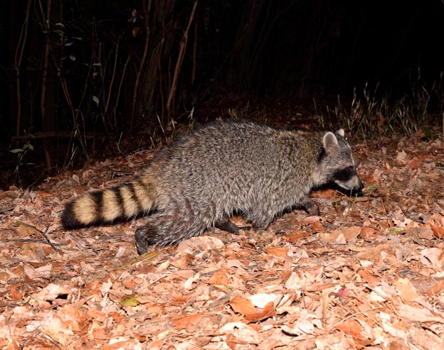 けもの道を歩くアライグマの写真