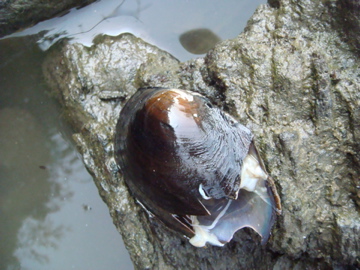 アライグマに食べられたと思われるドブガイ