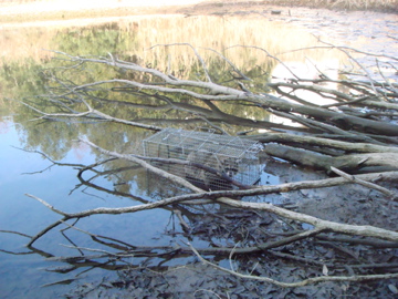 わなにかかったアライグマ捕獲の様子