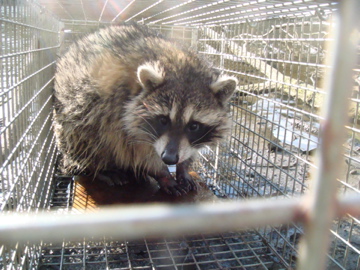 捕獲されたアライグマ