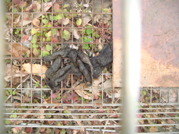 アライグマの糞