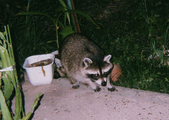 大阪府池田市緑丘のアライグマ