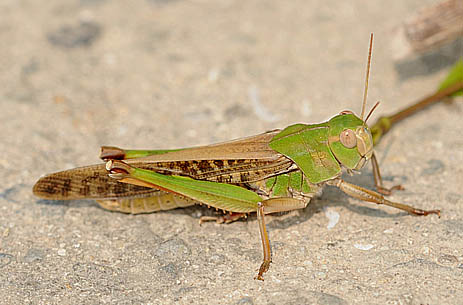 トノサマバッタ