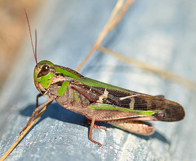 クルマバッタの写真