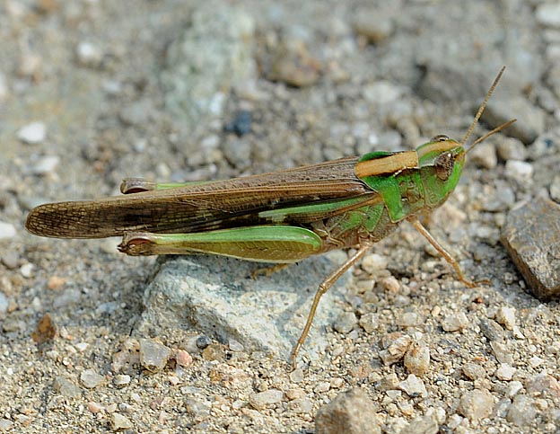 マダラバッタの写真