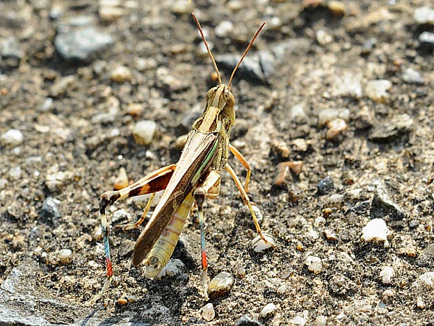 特徴のあるマダラバッタの後脚