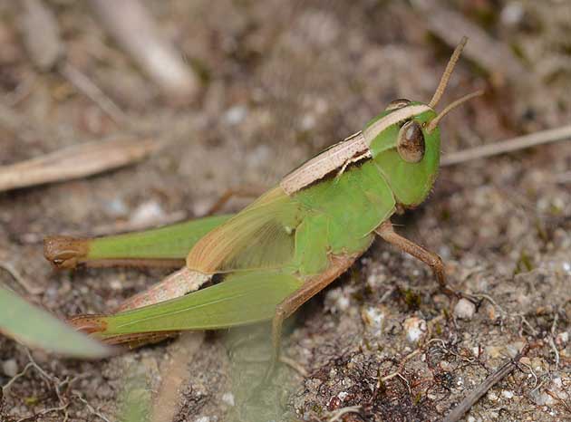 マダラバッタの幼虫