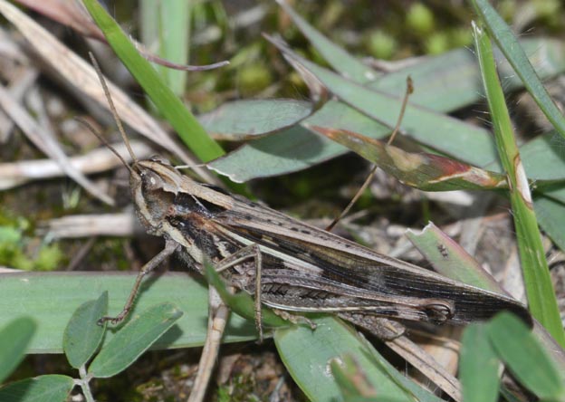 マダラバッタの写真