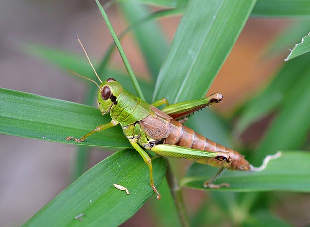 オマガリフキバッタの写真