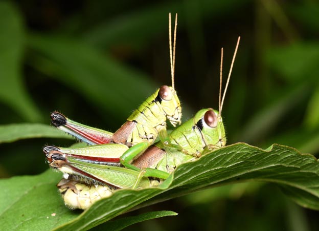 交尾をするオマガリフキバッタの写真