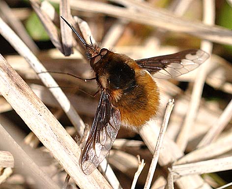 ビロードツリアブの写真