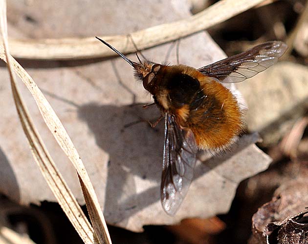 枯葉の上に止まるビロードツリアブ