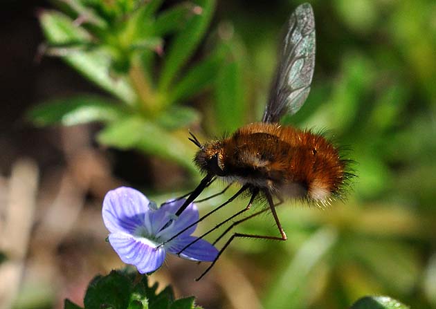 オオイヌノフグリで吸蜜するビロードツリアブ