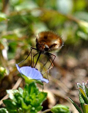 ビロードツリアブのメス