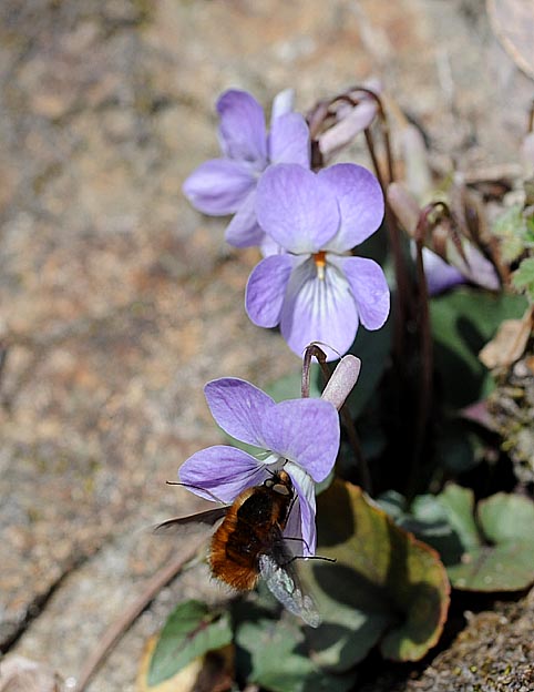 ナガバタチツボスミレで吸蜜するビロードツリアブ